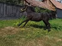 Mare, Horses — photo 5
