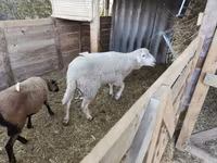 Kos, Cameroon sheep — 1. fotó