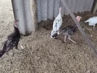 Turkeys — Foto 4
