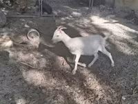 公山羊, Goats — 照片 4