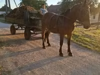 Mare, Horses — photo 7