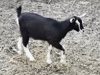 公山羊, Goats — 照片 1