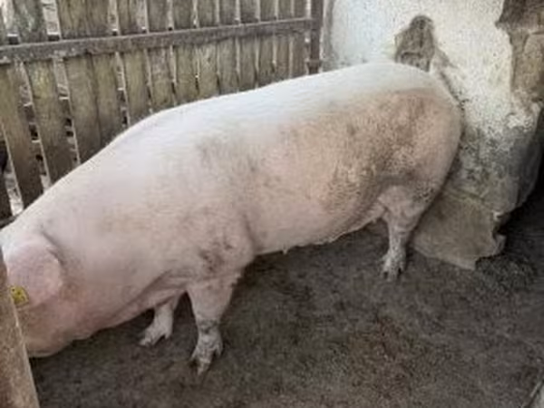 Sow, Крупная белая