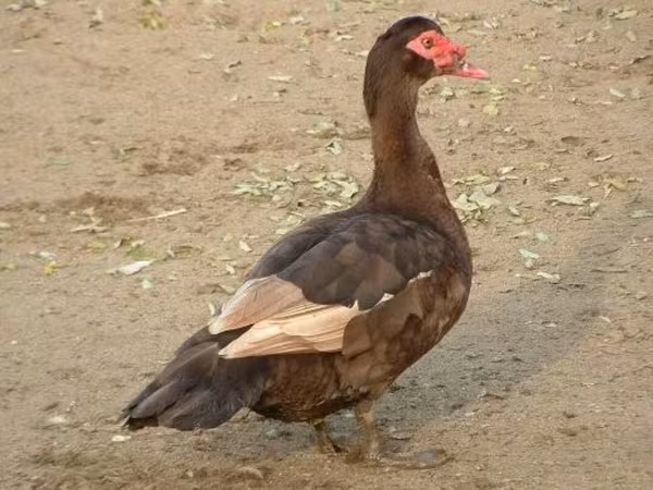 Ducks