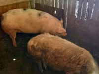 Säue, Schweine — Foto 1