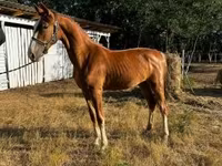 Égua, Dutch warmblood horse — foto 2
