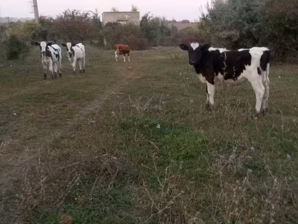 Bull, Russian Black pied cattle