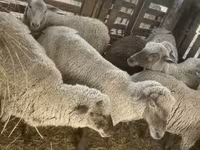 母羊, Blackheaded Persian sheep — 照片 6
