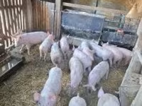 Boar, Pigs — photo 5