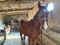 At, Horse breed — foto 1