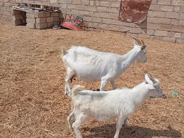 Cabra, Toggenburg goat