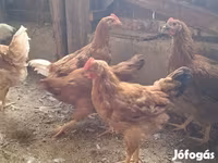 Chickens — 2. fotó
