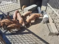 猪（批次，未指定性别）, Pigs — 照片 4