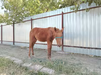 母马, Horses — 照片 4