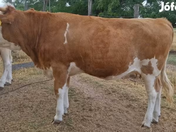 بقرة, Simmental cattle