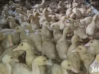 Ducks — 照片 4
