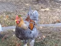 Brahma — foto 2