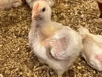 Chickens — 3. fotó