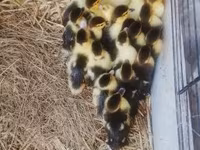 Ducks — Foto 5