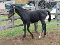 Kanca, Lipizzaner — 2. fotó