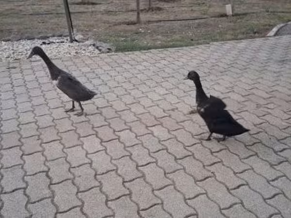 Indian Runner — Węgry