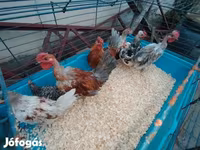 Chickens — Foto 2