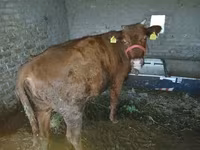 母牛, Cattle — 照片 3