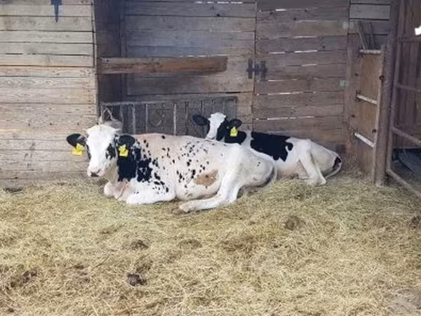 Tehén, Holstein fajta — Magyarország