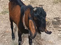 Ziegenbock, Ziegen — Foto 1