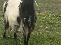 山羊（批次，未指定性别）, Goats — 照片 4