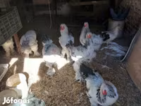 Brahma — foto 3