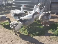 Geese — photo 1