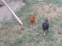 Chickens — foto 3