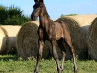 Horse (M), Hungarian horse breed — photo 3