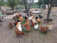 Chickens — foto 4