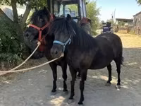 母马, Horses — 照片 4