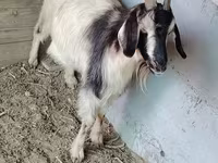 Cabra, Cabras — foto 2