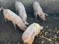 Boar, Pigs — photo 4