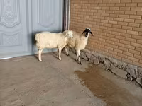 تيس, الماعز — الصورة 3