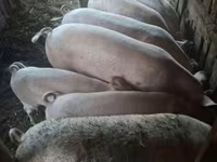 公猪, Pigs — 照片 1