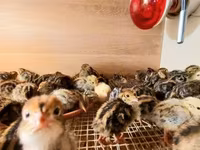 Quails — photo 4