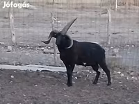 Kos, Shetland sheep — 4. fotó