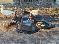 Ducks — फ़ोटो 3