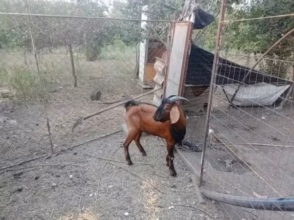 Bode, Nubian Goat