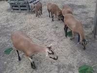 Schafe (Partie, Geschlecht nicht angegeben), Cameroon sheep — Foto 2
