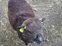 Schaf, Southdown sheep — Foto 3