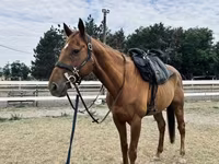 घोड़ा, Thoroughbred horse — फ़ोटो 5