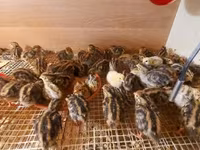 Quails — photo 8
