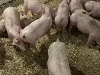 Pigs (batch, sex not specified), Гипор — photo 1