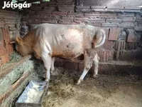 Bull, Simmental cattle — photo 3